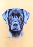 01 - Wendy Britton - Ollie The Lab - Pastel.jpg